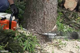 How Our Tree Care Process Works  in  Sunflower, MS