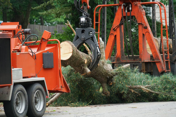 Best Storm Damage Tree Cleanup  in Sunflower, MS