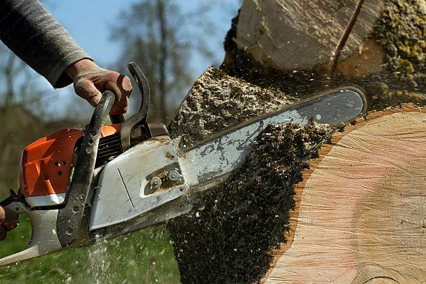 Sunflower, MS  Tree Services Company